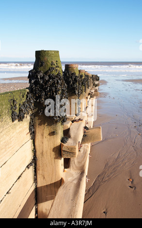 Meer Abwehrkräfte Wellenbrecher, Strand, UK Stockfoto