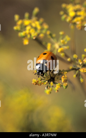 Marienkäfer Coccinellidae UK Großbritannien Stockfoto