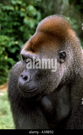 Western Lowland Gorilla Ivindo National Park Gabun Westafrika Stockfoto