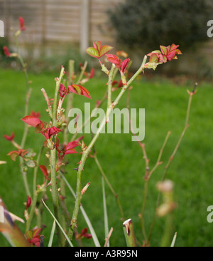 Neuen ROSE SCHIESST frühen Frühling. Stockfoto