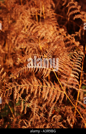 GARTENBAU. PTERIDIUM AQUILINUM. BRACKEN IM HERBST. Stockfoto