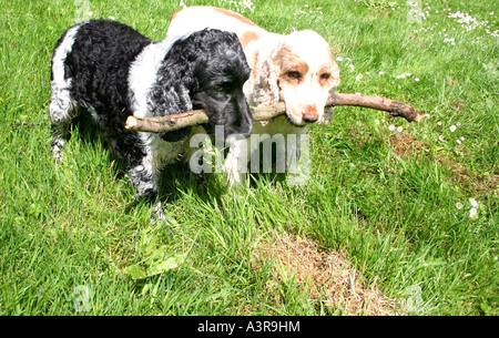 zwei Spanials zeigen tierische Teamarbeit Stockfoto