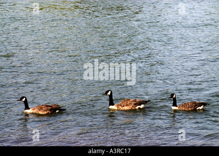 Drei Enten Serpentine Hyde Park London England UK Stockfoto