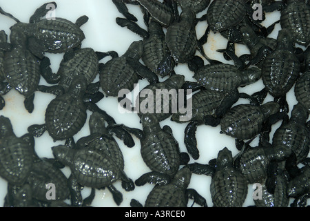 Kupplung von Olive Ridley Schildkröten Jungtiere C Lepidochelys Olivacea bereit, in den Ozean Bahia Brasilien veröffentlicht Stockfoto