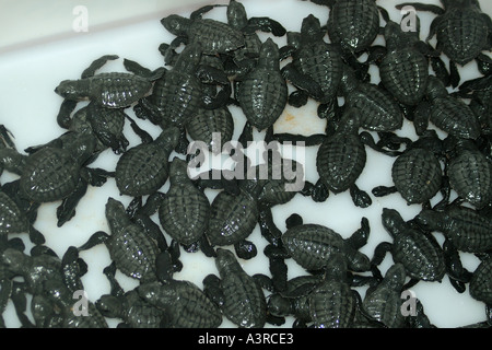 Kupplung von Olive Ridley Turtle Schraffuren Lepidochelys Olivacea bereit, in den Ozean Bahia Brasilien (Gefangenschaft) freigegeben werden Stockfoto