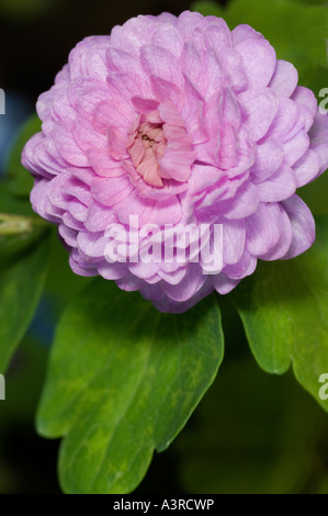 Doppelte Rue Anemone Anemonella thalictroides Stockfoto