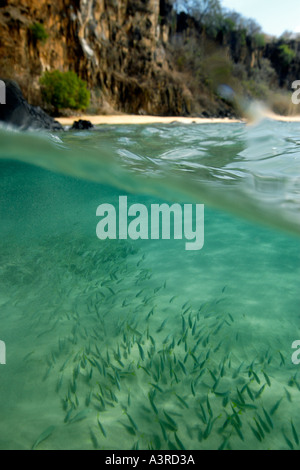 Über unter der Smallmouth Grunzen Schulbildung, Haemulon Chrysargyreum und Sancho s Strand Fernando De Noronha Brasilien Stockfoto