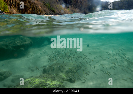 Über unter der Smallmouth Grunzen Schulbildung, Haemulon Chrysargyreum und Sancho s Strand Fernando De Noronha Brasilien Stockfoto