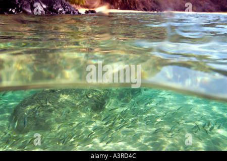 Über unter der Smallmouth Grunzen Schulbildung, Haemulon Chrysargyreum und Sancho s Strand Fernando De Noronha Brasilien Stockfoto