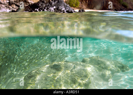 Über unter der Smallmouth Grunzen Schulbildung, Haemulon Chrysargyreum und Sancho s Strand Fernando De Noronha Brasilien Stockfoto