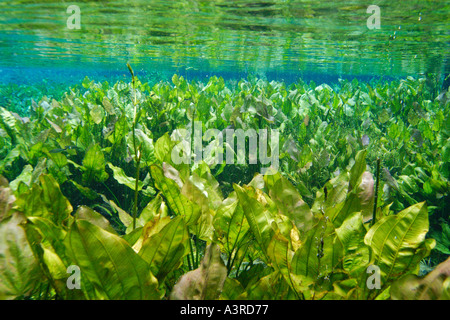 Süßwasserpflanzen im nationalen Süßwasserquelle Konserve Aquario natürliche Bonito Mato Grosso do Sul Brasilien Stockfoto