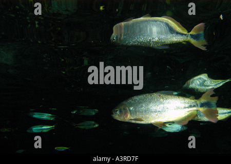 Piraputanga und seine Reflexion Brycon Hilarii in nationalen Süßwasserquelle bewahren Aquario natürliche Bonito Brasilien Stockfoto