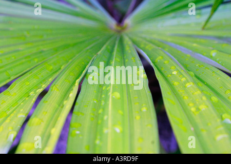 Chusan Palm Leaf Nahaufnahme Stockfoto