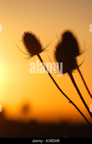 Bieten bei Sonnenuntergang, UK Stockfoto