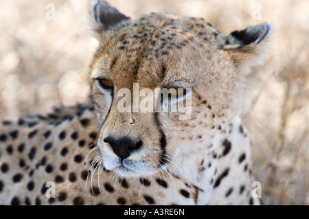 Gepard (Acinonyx Jubatus) im Serengeti Nationalpark, Tansania, Afrika Stockfoto