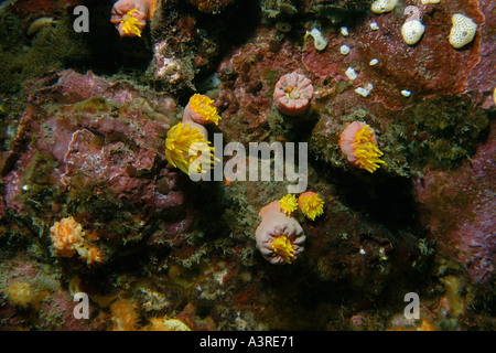 Korallen-Orange Cup Tubastrea Aurea Munsom Insel Jeju tun Südkorea Ostmeer Stockfoto