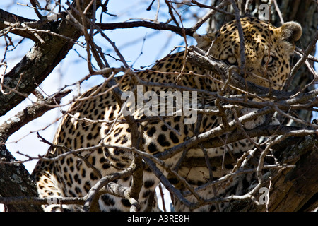 Leopard (Panthera Pardus) in Serengeti Nationalpark, Tansania, Afrika Stockfoto