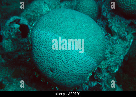 Hirnkoralle Mussismilia Braziliensis Endemiten Abrolhos National Marine Sanctuary Brasilien South Atlantic Stockfoto