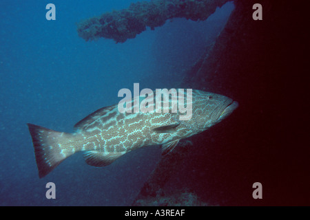 Schwarze Zackenbarsch Mycteroperca Bonaci Abrolhos National Marine Sanctuary Bahia Brasilien South Atlantic Stockfoto