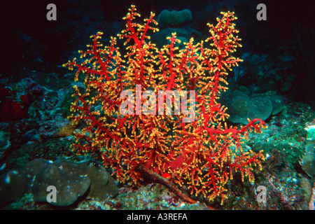 Weiche Korallen Siphonogorgia sp Similan Islands marine Sanctuary Thailand-Andamanensee Stockfoto