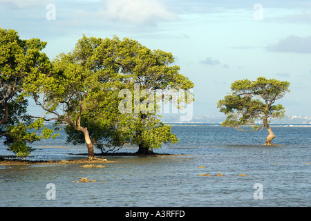 Küsten Bäume im Meerwasser bei Flut in Itaparica Insel Bahia Brasilien Stockfoto