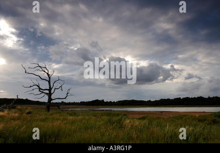 Toter Baum am Benacre Stockfoto