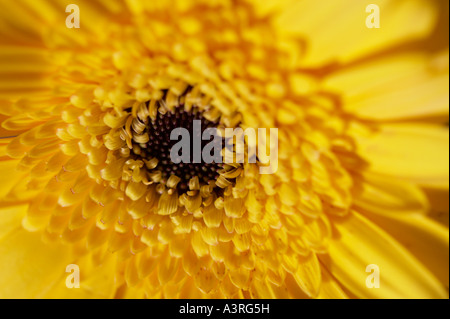 Blume-Makro Stockfoto