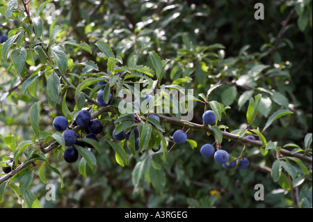 Schlehen-Beeren Stockfoto