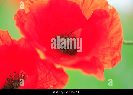 Nahaufnahme von zwei lebhafte rote Mohnblumen vor einem grünen Hintergrund Stockfoto