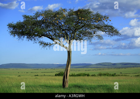 Einzigartige Baum in der Masai Mara National Reserve Kenia Afrika Stockfoto