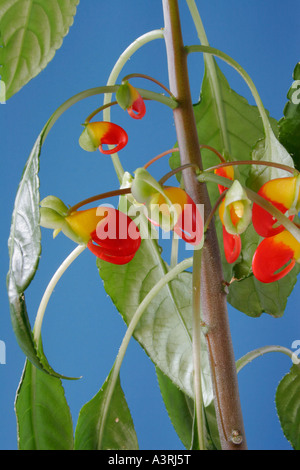 Gruppierte Blumen und Laub der Kongo Kakadu Impatiens Niamniamensis busy Lizzie. Stockfoto