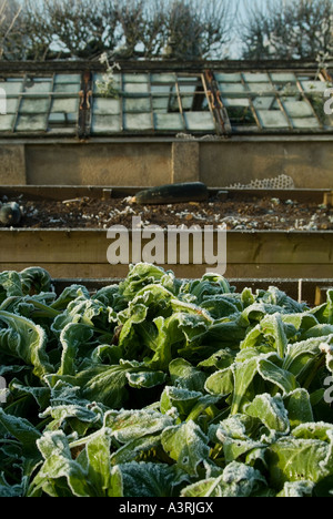 Frost auf Blattspinat in einem Garten vor einem viktorianischen Kaltrahmen im Dezember in einem Hochbeet Rudern Stockfoto