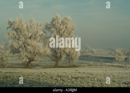 Rime Frost auf Weide Bäume Salix Spp in einem englischen Weide Stockfoto