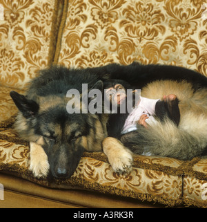 Deutscher Schäferhund und Baby Schimpanse Stockfoto