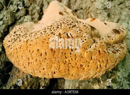 Inonotus Dryadeus Halterung Pilze wachsen auf einer Eiche Baum Kent, England, UK. Stockfoto