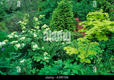 EIN WALD-GARTEN MIT EINER MISCHUNG AUS ACER SHIRASAWANUM AUREUM GOLDEN SHIRASAWA AHORN UND VIBURNUM CARLESII AM FUCHSBAU BAUERNGARTEN Stockfoto