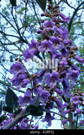 PAULOWNIA TOMENTOSA 'COREANA"(FINGERHUT BAUM) Stockfoto