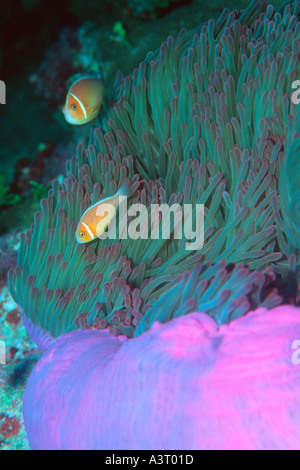 Rosa Anemonenfische auf Seeanemone Amphiprion Periderion Rongelap Marshall-Inseln Nord-Pazifik Stockfoto