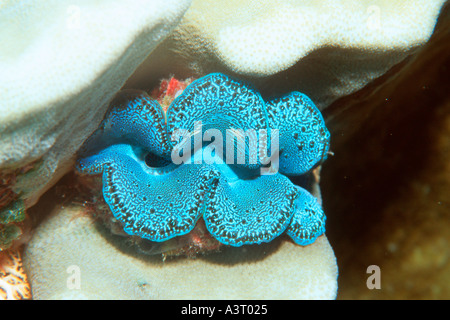 Kleinen Riesenmuschel Tridacna Maxima Rongelap Marshall-Inseln Nord-Pazifik Stockfoto