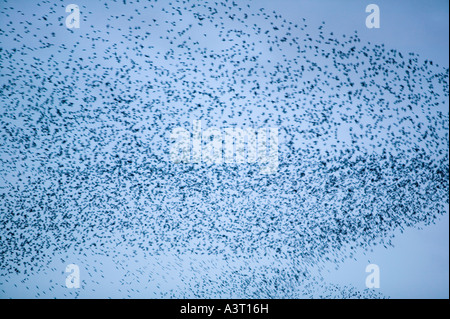 Stare in Scharen vor der Burg, in der Nähe von Kendal, Cumbria, UK Stockfoto