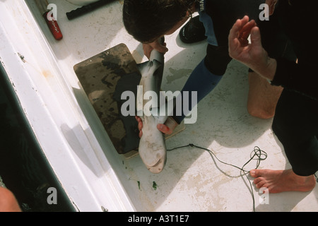 Studenten mit einem Gewicht von Sandbar Haifisch Pup Carcharhinus Plumbeus für die wissenschaftliche Forschung Kaneohe Bay Oahu Hawaii USA Stockfoto