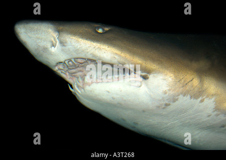 Sand Tigerhai Mund Detail Carcharias Taurus in warmen Meeren weltweit Foto in Gefangenschaft gefunden Stockfoto