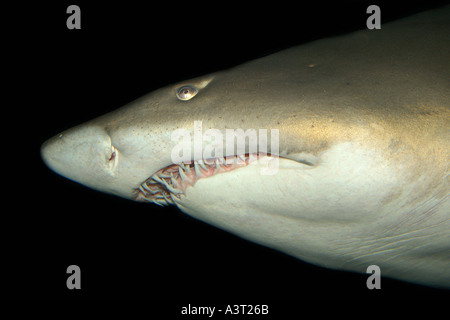 Sand Tigerhai Mund Detail Carcharias Taurus in warmen Meeren weltweit Foto in Gefangenschaft gefunden Stockfoto