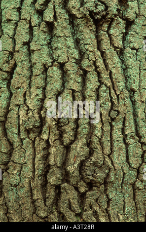 Baumrinde Stockfoto