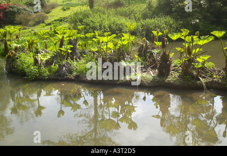 Sussex, England. Eine kleine Sammlung von gelben Skunk Kohl (Lysichiton americanus) wächst im Frühjahr neben einem kleinen See. Stockfoto