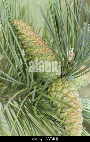 Europäische schwarze Kiefer, österreichische Schwarzkiefer, Schwarzkiefer, Korsischen Schwarzkiefer (Pinus Nigra), unreife Zapfen Stockfoto