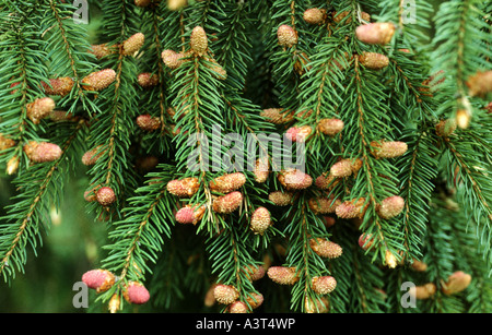 Gemeine Fichte (Picea Abies), Zweige mit blühenden Zapfen Stockfoto