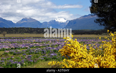 Lupine (Lupinus spec.), blühen vor Darran Mountains, New Zealand, Fjordland National Park Stockfoto