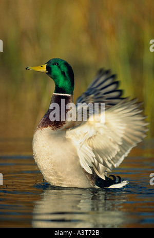 Stockente Drake mit Flügeln Stockfoto