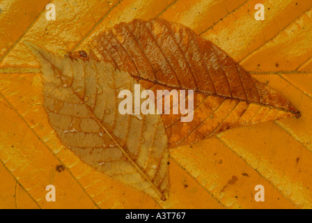 Herbstlaub auf Waldboden. Stockfoto